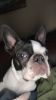 Less than year old Boston terrier very well behaved very sweet