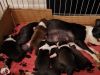 8 beautiful bosten terrier puppies for sale