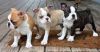 Quality Boston Terrier Pups