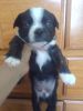 Three girl Boston terrier puppies for sale