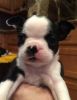 Perfect Boston terrier for sale