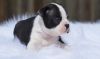 Good looking boston terrier puppy for sale
