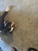 Boston Terrier Puppies