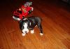 Affectionate Boston Terrier Puppies