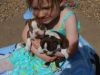 Male and female Boston Terrier puppies for sale