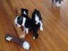 Lovly Boston Terrier puppies for you