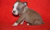 Fgdf Boston Terrier Puppies For Sale