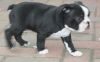 Dfghfd Boston Terrier Puppies For Sale