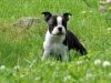Boston Terrier puppies giving for adoption