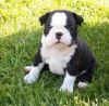 Lovable Boston terrier Puppies for adoption