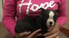 two boston terrier pupies for adoption