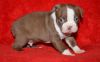 Male And Female Boston Terrier Puppies