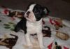 smart Boston Terrier puppies for sale