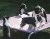 Boston Terrier Puppies.