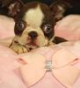 Adorable Male/female Boston Terrier Puppies.
