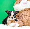 AKC Boston Terrier puppies for sale