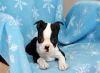 Classic Boston terrier puppies ready for sale