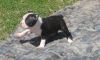 Boston Terrier Puppies For Sale $500