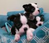 Gabby Boston Terrier Puppies available