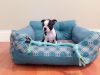 Gallant Boston Terrier Puppies for sale