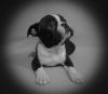 Top Quality Male And Female Boston Terrier Puppies