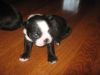 Grandiose Boston Terrier Puppies available