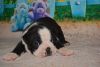 Ghoulish Boston Terrier Puppies for sale