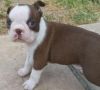 Boston Terrie Puppies For Sale Now