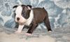 Cute Boston terrier puppies for you