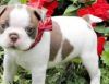 Awesome Male/female Boston Terrier Puppies