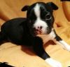 Akc Female And Male Boston Terrier Puppies