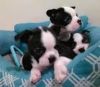 Affectionate Boston Terrier Puppies