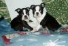 Very affectionate Boston Terrier Puppies