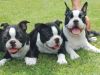 Boston terrier puppies for sale.