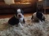 boston Terrire Puppies Puppies looking for a nice