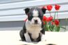 Blue Boston Terrier Puppies (male) And Female