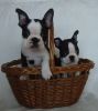 Adorable Boston Terrier Puppies For Pet Lovers