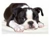 lovely boston terrier puppy for re-homing