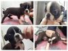 We have two male boston terrier puppies