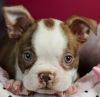 Stunning Boston Terriers!!! Puppy Financing Now!