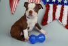 boston terrier puppies male and female ready