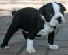 Black and white handsome Boston Terrier puppies