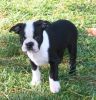 Boston Terrier puppies boy and girl