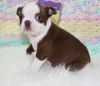 Cute Boston Terrier Puppies for Adoption