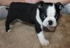 Quality Boston Terrier Puppies