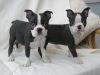 CKC registered Boston Terrier puppies