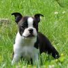Black and white Boston Terrier available for stud