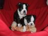 Playful Boston Terrier Puppies For Sale