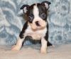 male and female boston terrier puppies
