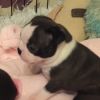 boston terrier puppies for lovely homes